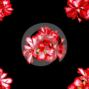 Background texture made of geranium