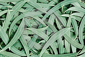 Background, Texture made of green eucalyptus leaves with raindrop, dew. Flat lay, top