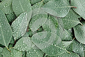 Background, Texture made of green eucalyptus leaves with raindrop, dew. Flat lay, top