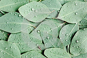 Background, Texture made of green eucalyptus leaves with raindrop, dew. Flat lay, top