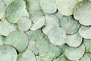 Background, Texture made of green eucalyptus leaves with raindrop, dew. Flat lay, top view