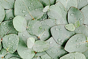 Background, Texture made of green eucalyptus leaves with raindrop, dew. Flat lay, top view