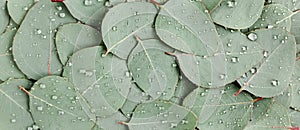 Background, Texture made of green eucalyptus leaves with raindrop, dew. Flat lay, top view