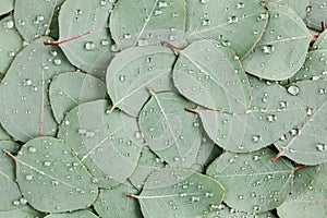 Background, Texture made of green eucalyptus leaves with raindrop, dew. Flat lay, top view