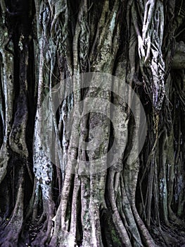 Roots and treet background texture