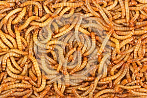 Background texture of mealworms