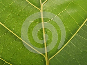 green leaf. background and texture. The midline and the net line of the fresh green leaf.