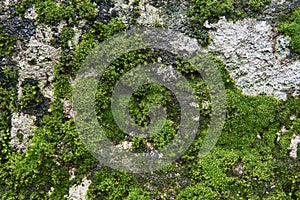 Background, texture - moss and algae on a wet rock