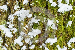 Background texture of the moss on the bark of a tree with snow in the bright winter day