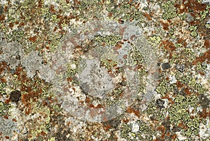 Background, texture - multicolored lichen on stone