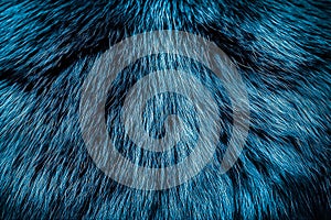 Background texture of natural fur of a wolf animal