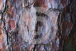 Background or texture of natural old wood, trunk and bark with lines and cracks.