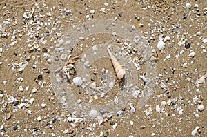 Background and texture of nature sea shell pattern