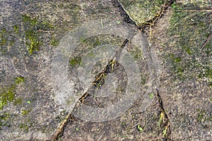 Background and texture of an old concrete floor covered with moss. Abstract background. Cracks on an old cement floor covered with