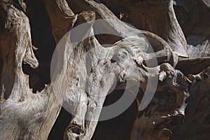 Background and texture of the old large dry stump with big tree roots