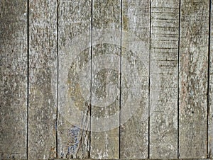 The background texture of an old, moldy door is photographed close up