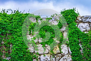Background texture old stone wall plants sky