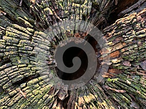 Background texture: old stump with a hollow. Dark hole in a cut tree. Concept: hole, wooden structure