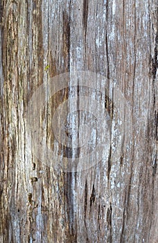 Background of the texture of old wood with close-up