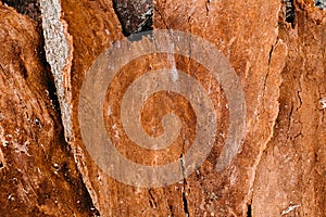 Background texture of old wood. Texture of bark wood use as natural background