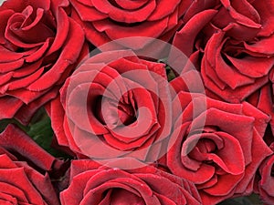 Background texture: open buds of red roses. Blooming petals of burgundy color, beautiful flowers. A bouquet of fresh, velvet