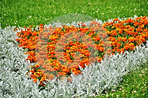 Background, texture. Orange and white plants in the flowerbed.