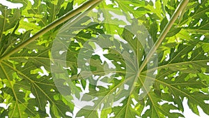 Background texture papaya leaf on tree full frame isolate on white color