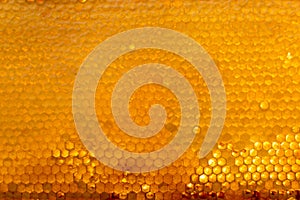 Background texture and pattern of a section of wax honeycomb from a bee hive filled with golden honey