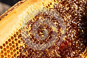 Background texture and pattern of a section of wax honeycomb from a bee hive filled with golden honey. bee products by organic