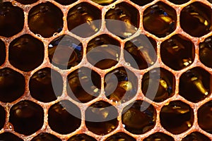 Background texture and pattern of a section of wax honeycomb from a bee hive filled with golden honey in a full frame