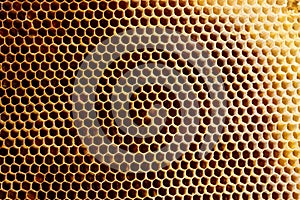 Background texture and pattern of a section of wax honeycomb from a bee hive filled with golden honey in a full frame