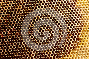 Background texture and pattern of a section of wax honeycomb from a bee hive filled with golden honey in a full frame