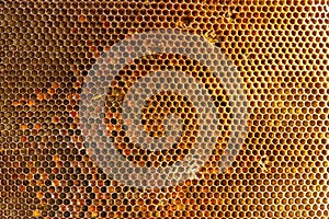 Background texture and pattern of a section of wax honeycomb from a bee hive filled with golden honey in a full frame