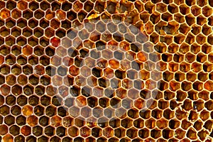 Background texture and pattern of a section of wax honeycomb from a bee hive filled with golden honey in a full frame