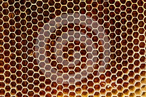 Background texture and pattern of a section of wax honeycomb from a bee hive filled with golden honey in a full frame