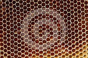 Background texture and pattern of a section of wax honeycomb from a bee hive filled with golden honey in a full frame