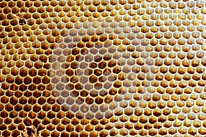 Background texture and pattern of a section of wax honeycomb from a bee hive filled with golden honey in a full frame