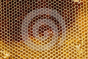 Background texture and pattern of a section of wax honeycomb from a bee hive filled with golden honey in a full frame