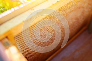 Background texture and pattern of a section of wax honeycomb from a bee hive filled with golden honey in a full frame view