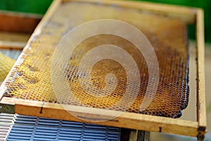 Background texture and pattern of a section of wax honeycomb from a bee hive filled with golden honey in a full frame view