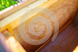 Background texture and pattern of a section of wax honeycomb from a bee hive filled with golden honey in a full frame view