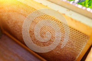 Background texture and pattern of a section of wax honeycomb from a bee hive filled with golden honey in a full frame view