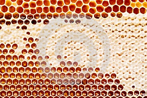 Background texture and pattern of a section of wax honeycomb from a bee hive filled with golden honey i