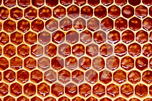 Background texture and pattern of a section of wax honeycomb from a bee hive filled with golden honey i