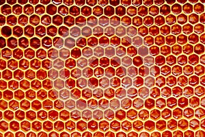 Background texture and pattern of a section of wax honeycomb from a bee hive filled with golden honey i