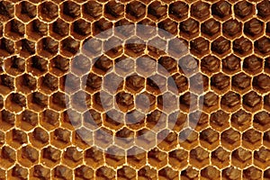 Background texture and pattern of a section of wax honeycomb from a bee hive filled with golden honey in macro view
