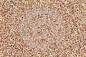 Background texture of pearled farro wheat