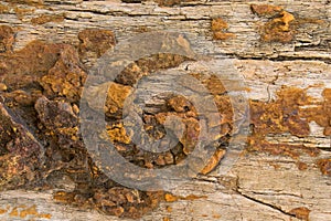 Background texture photo of petrified ancient wood changing into