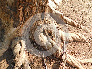 Background texture photograph of brown Tree roots in brown sand