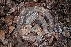 Background texture of a pieces of bark of a tree.Natural background of pieces of tree bark wood chip mulch for gardening